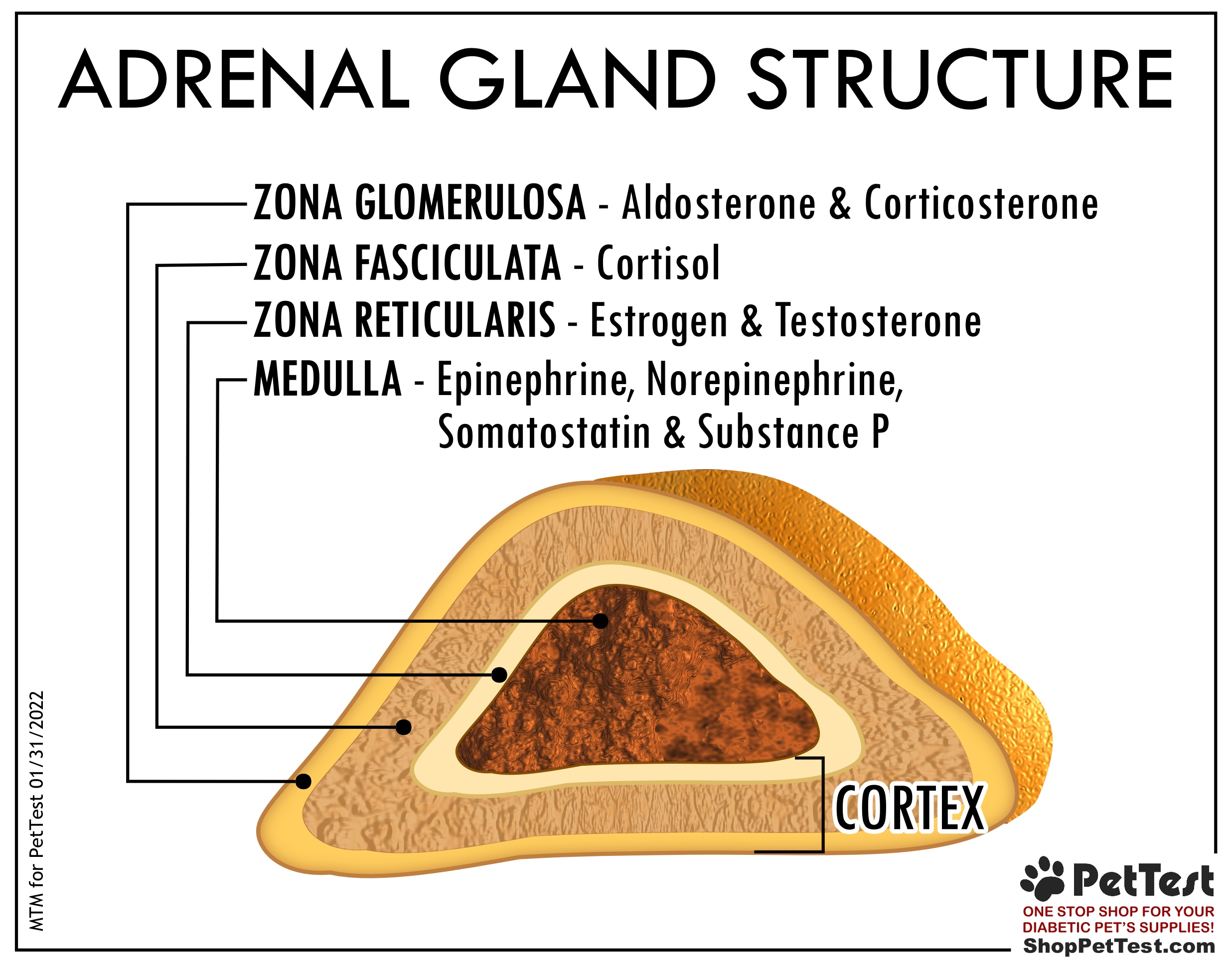 Adrenal Gland Structure for AD Blog mtm
