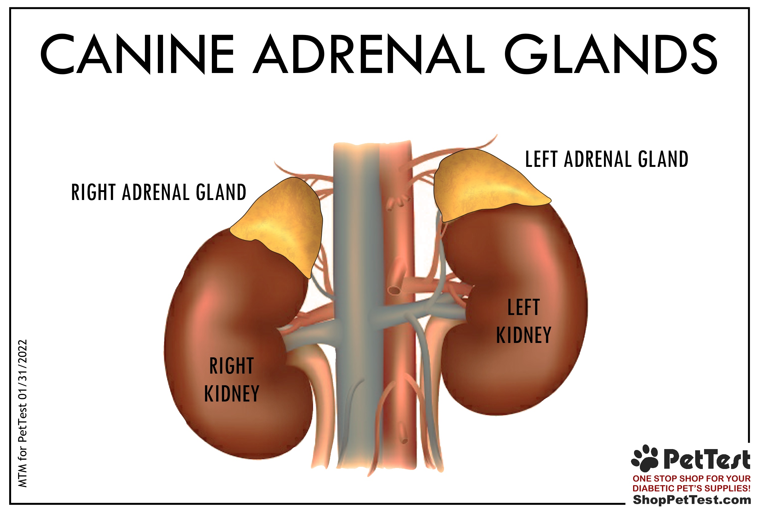 adrenal gland tumor dogs symptoms