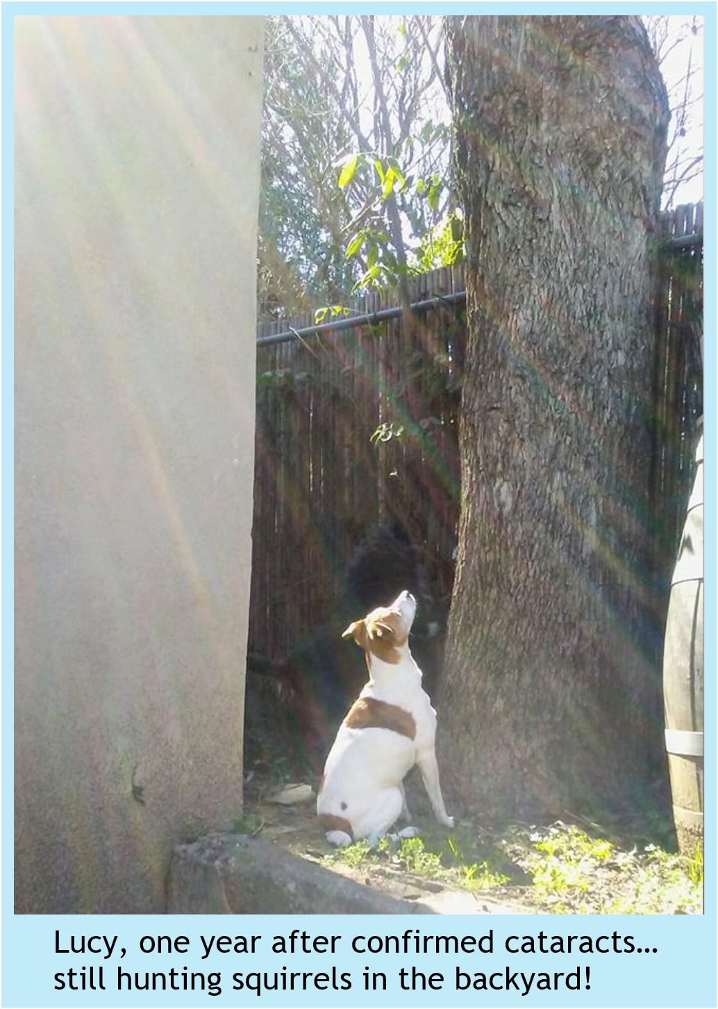 Diabetic Dogs and Eye Health: The Basics (Lucy)