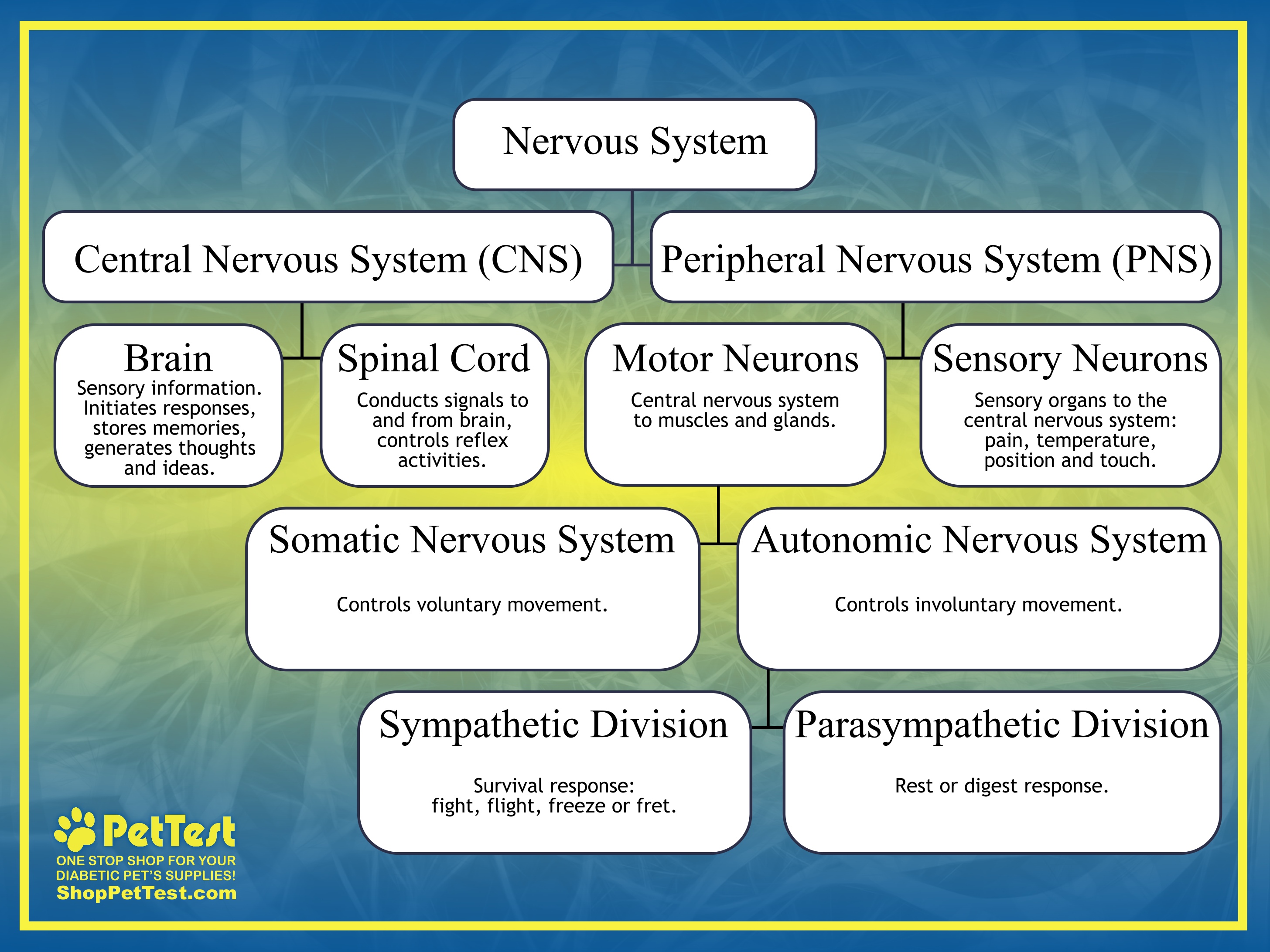 The Canine Nervous System and Stress - PetTest by Advocate 