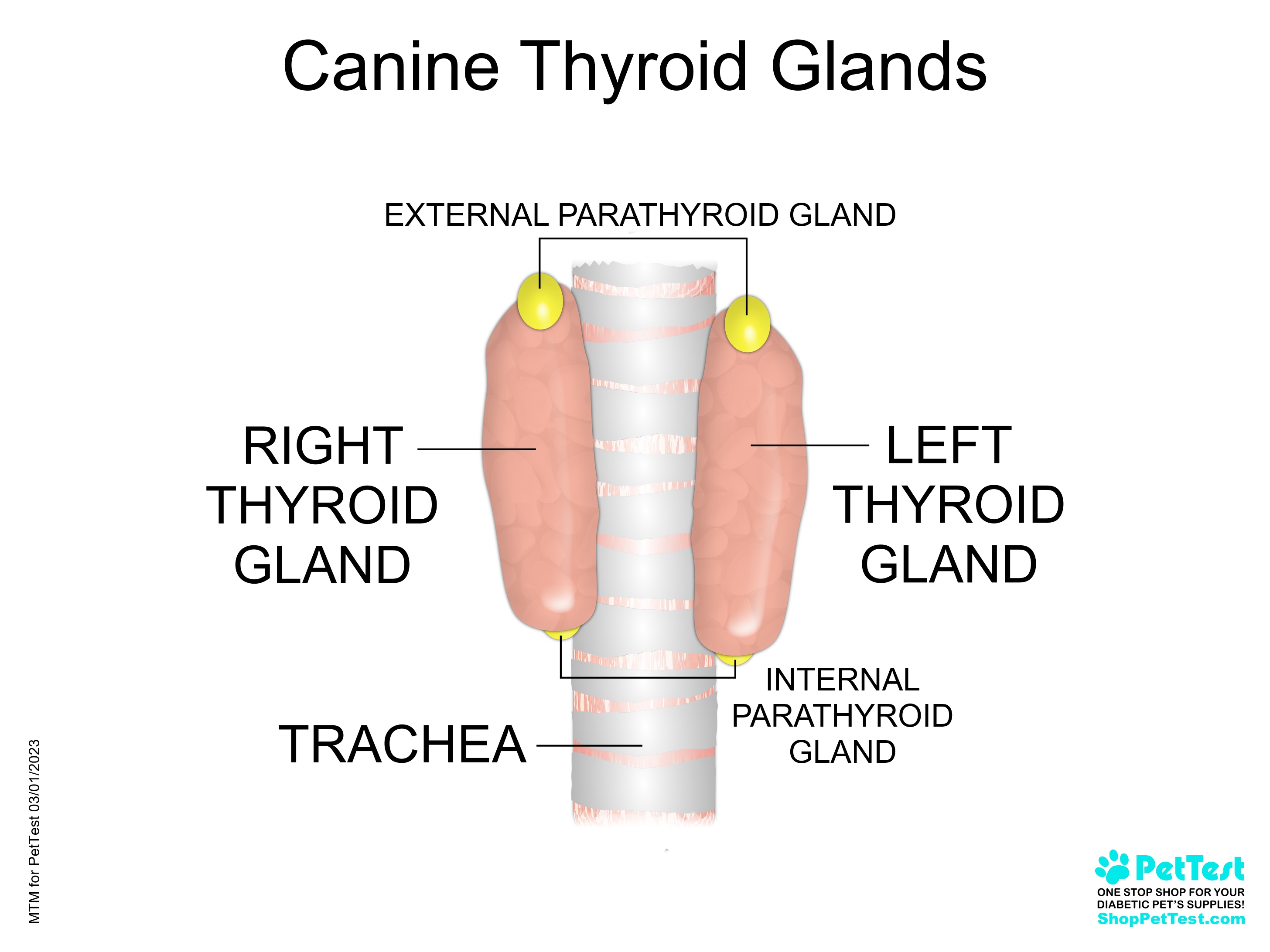 Canine Thyroid Glands for blog mtm