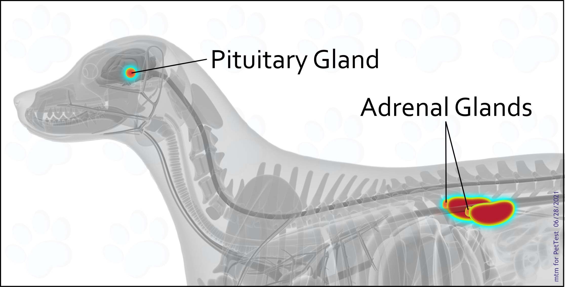 Location of the Pituitary Gland and Adrenal Glands for PT