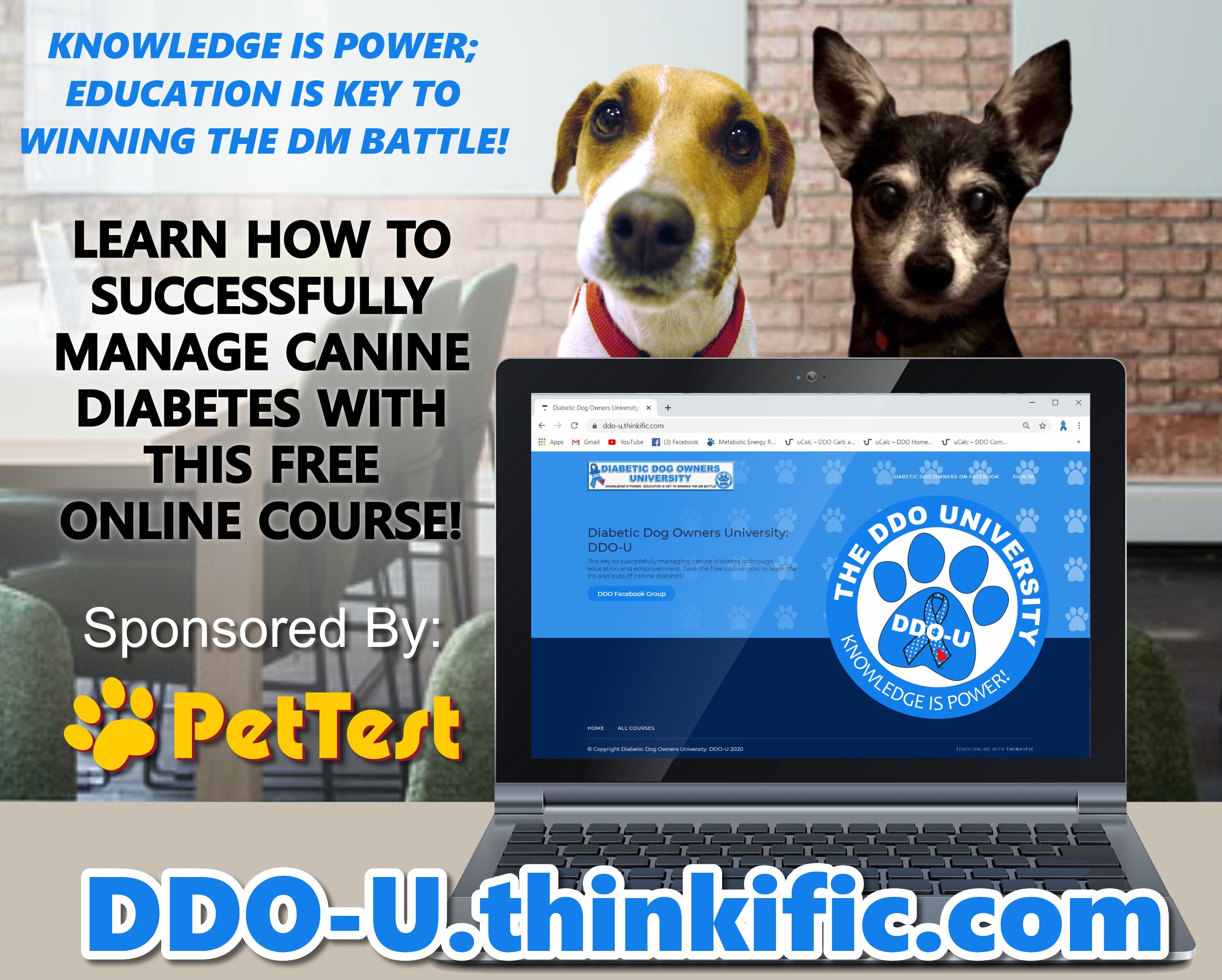 DDO-U: Diabetic Dog Owners University for PT Blog mtm