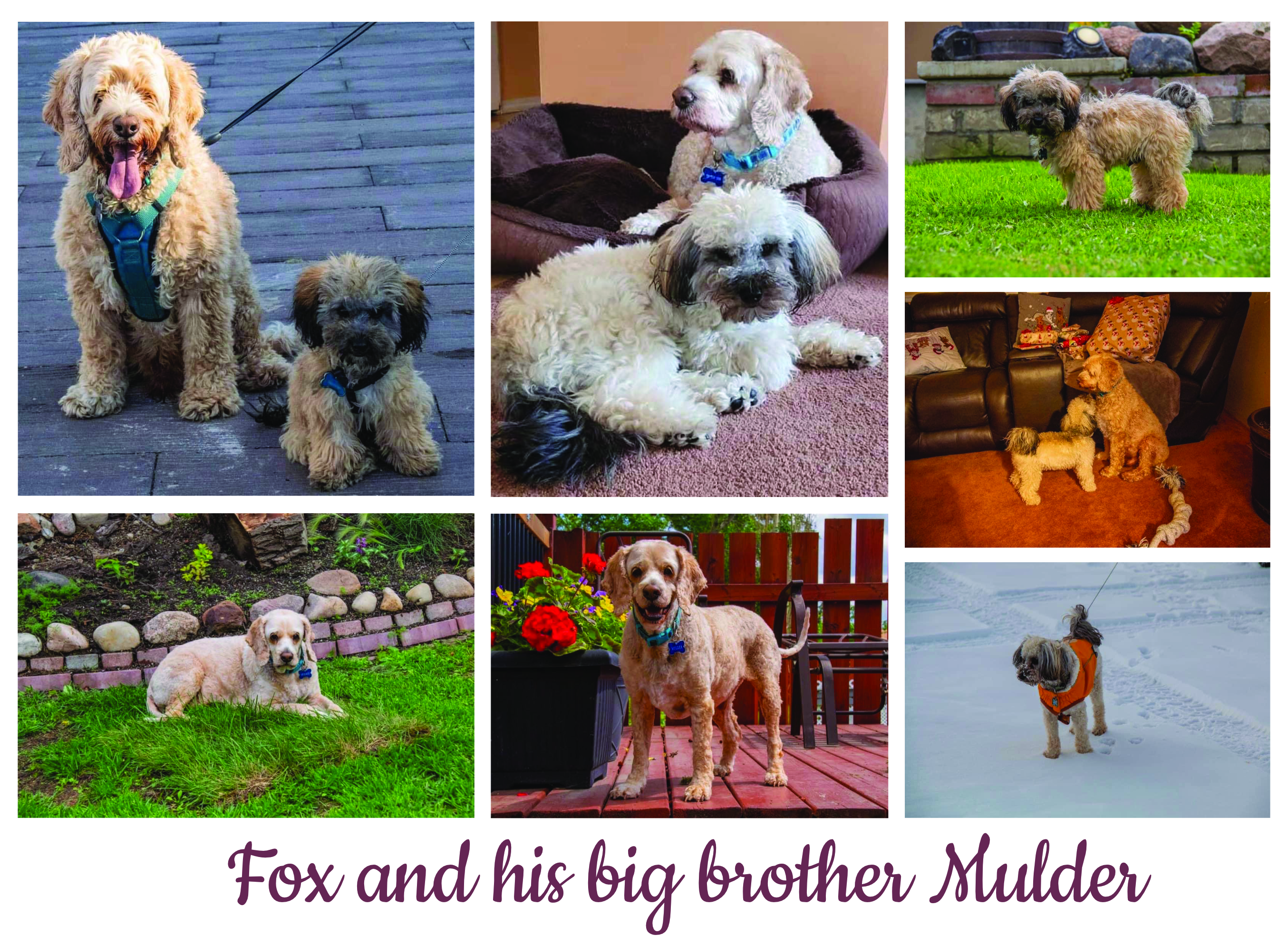 Fox and Mulder for Puppies with Diabetes Blog mtm
