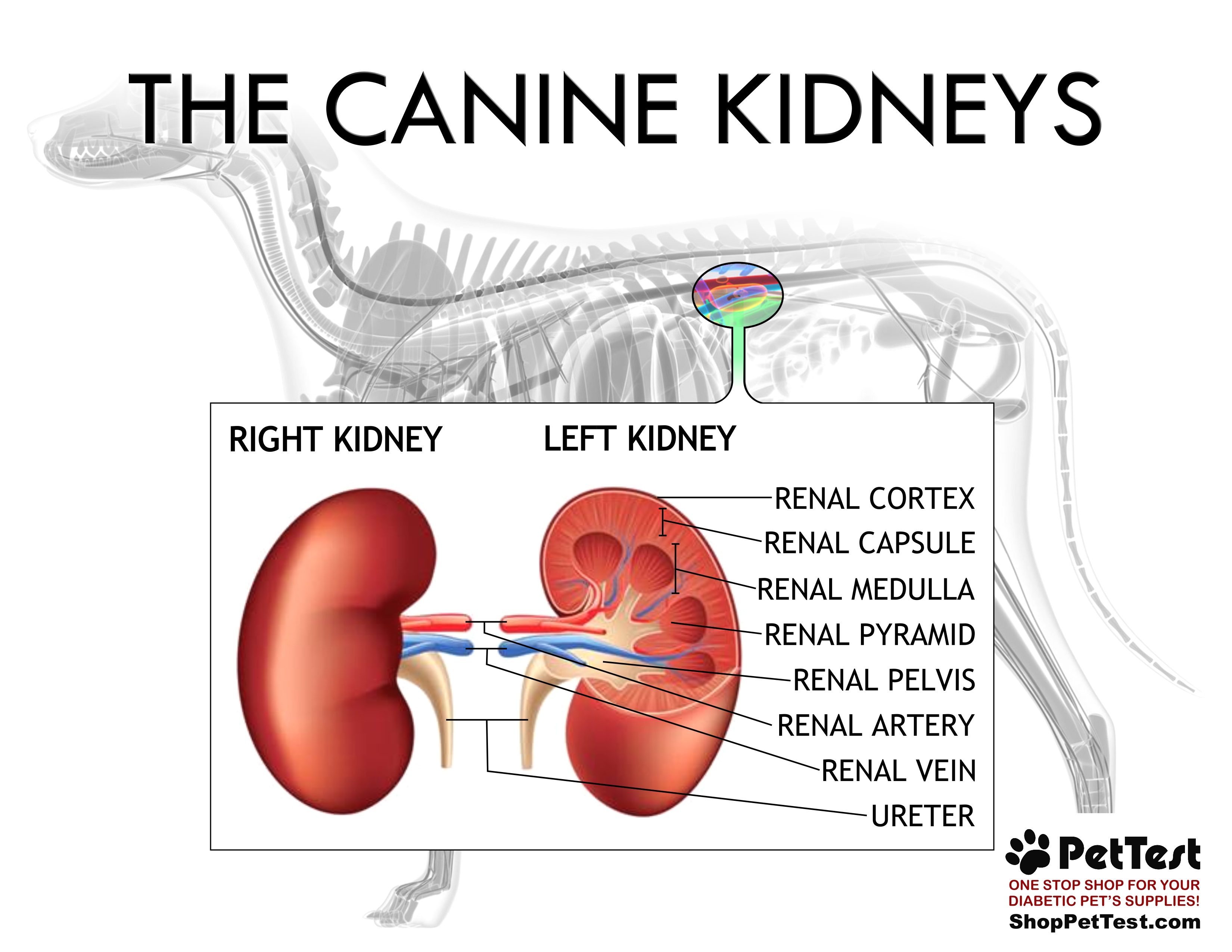 Functions of the Canine Kidneys for PetTest mtm