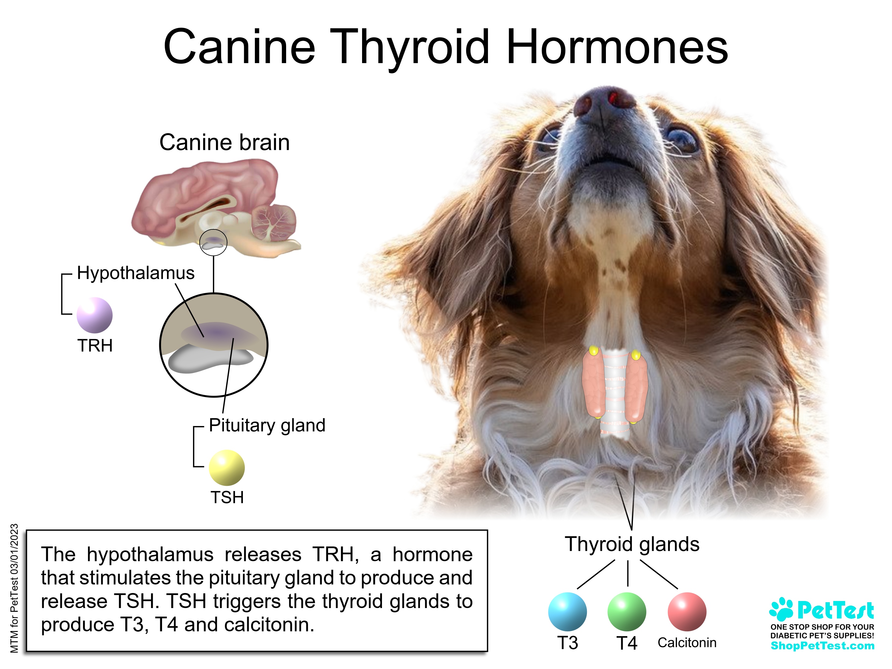 Hypothyroidism In Dogs PetTest By Advocate