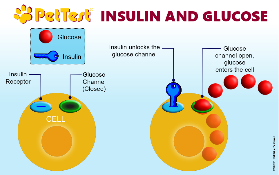 Insulin and Glucose for PT