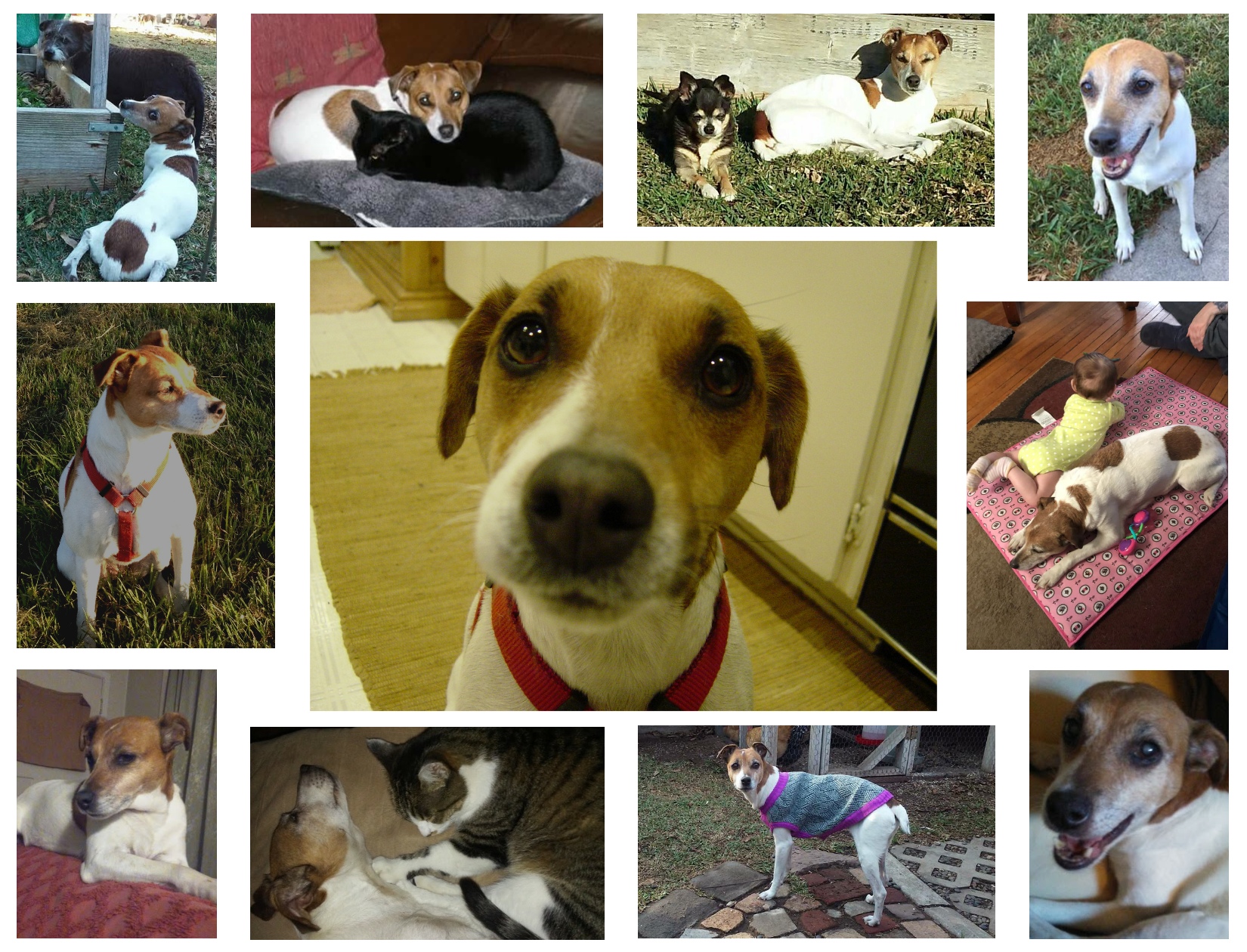 Lucy Memorial Collage