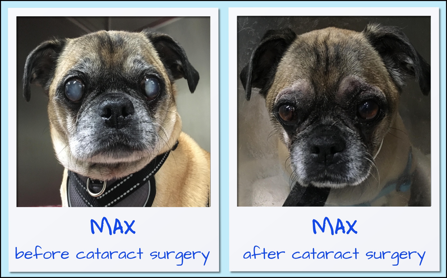 Diabetic Dogs and Eye Health: Cataract Surgery - PetTest by Advocate