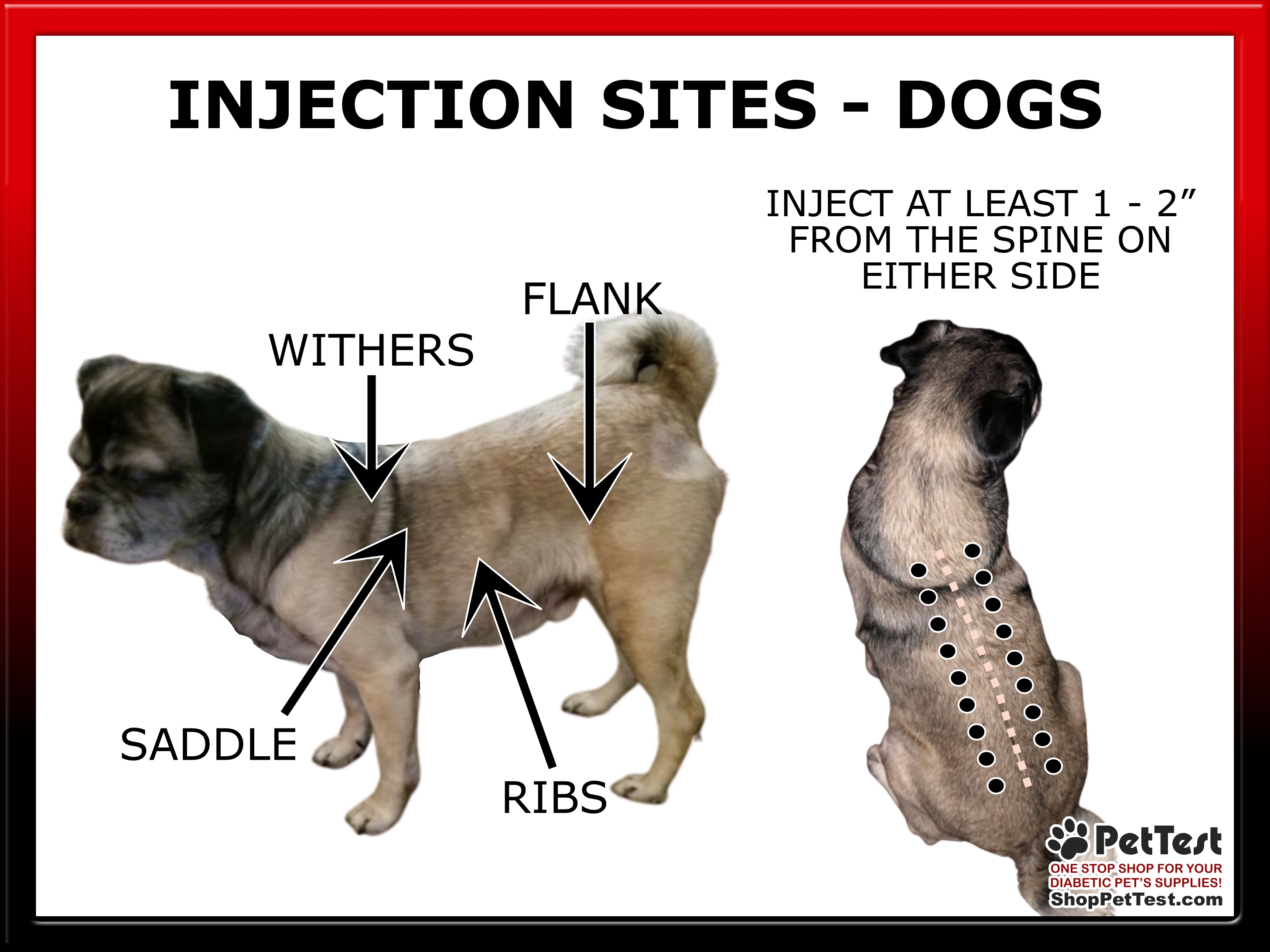 Injection Sites for Dogs - Mistakes to Avoid Blog mtm