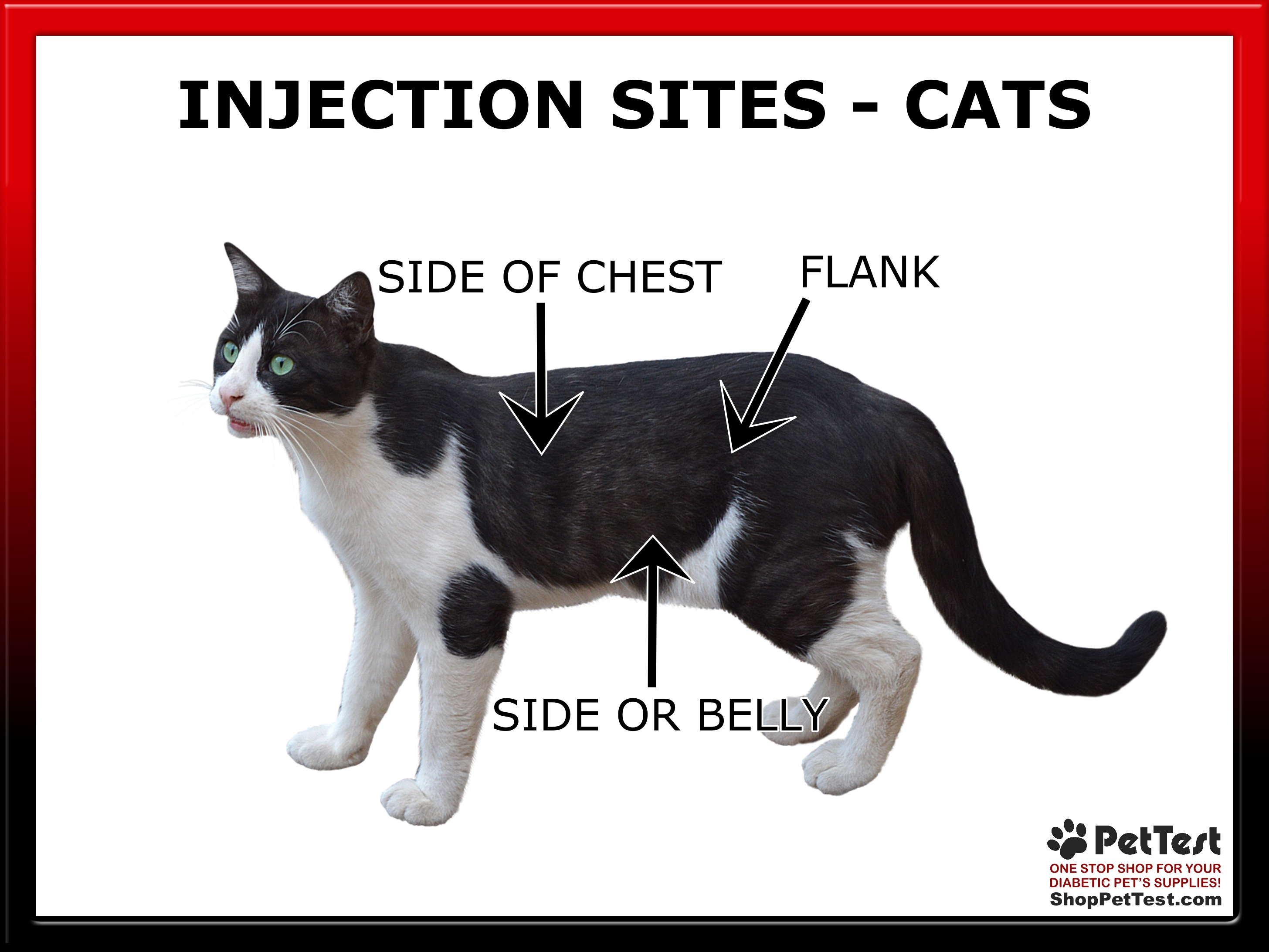 Insulin injection cat best sale