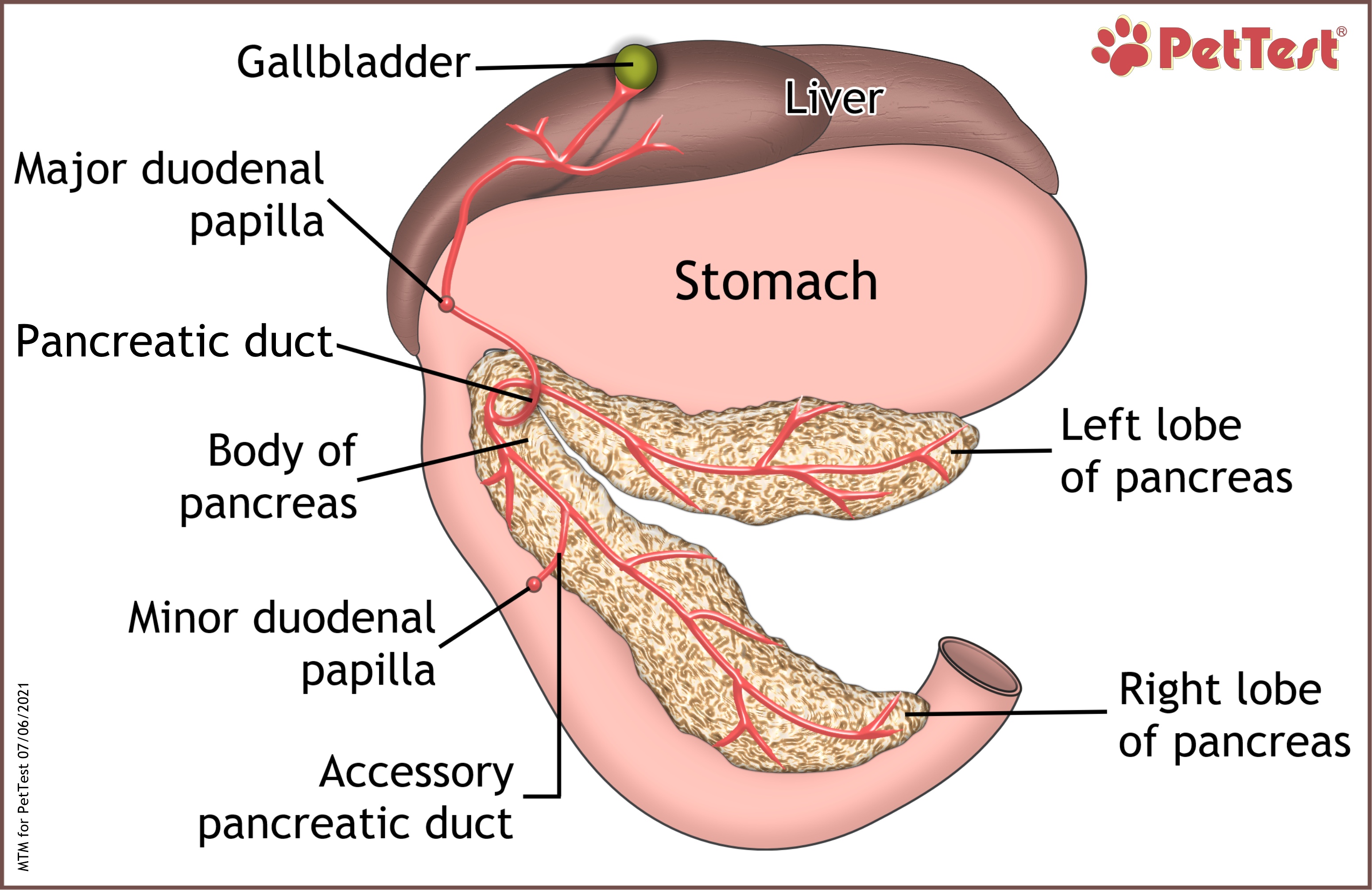 The Pancreas and Liver mtm