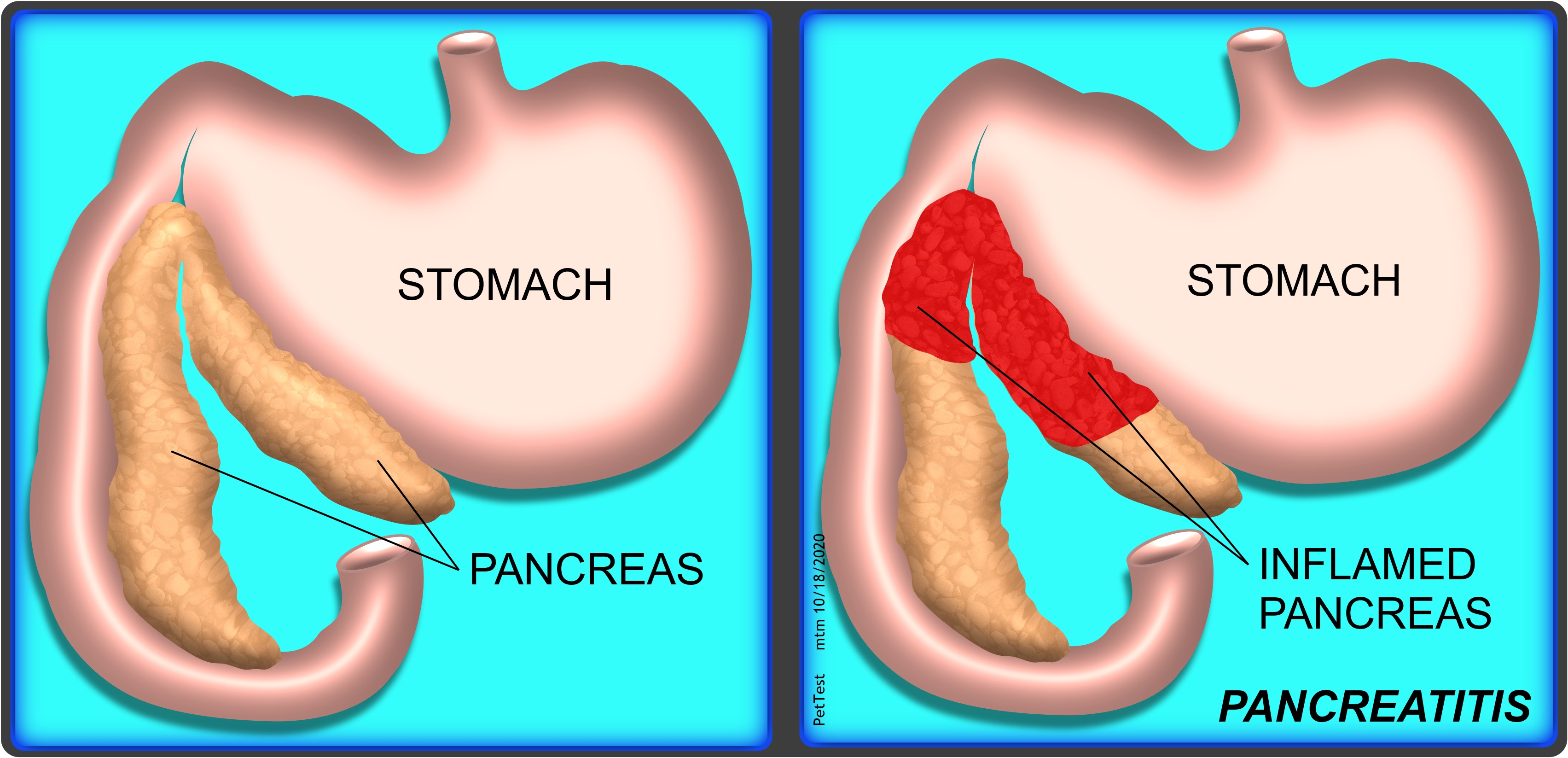 Pancreas Drawing for Canine Pancreatitis