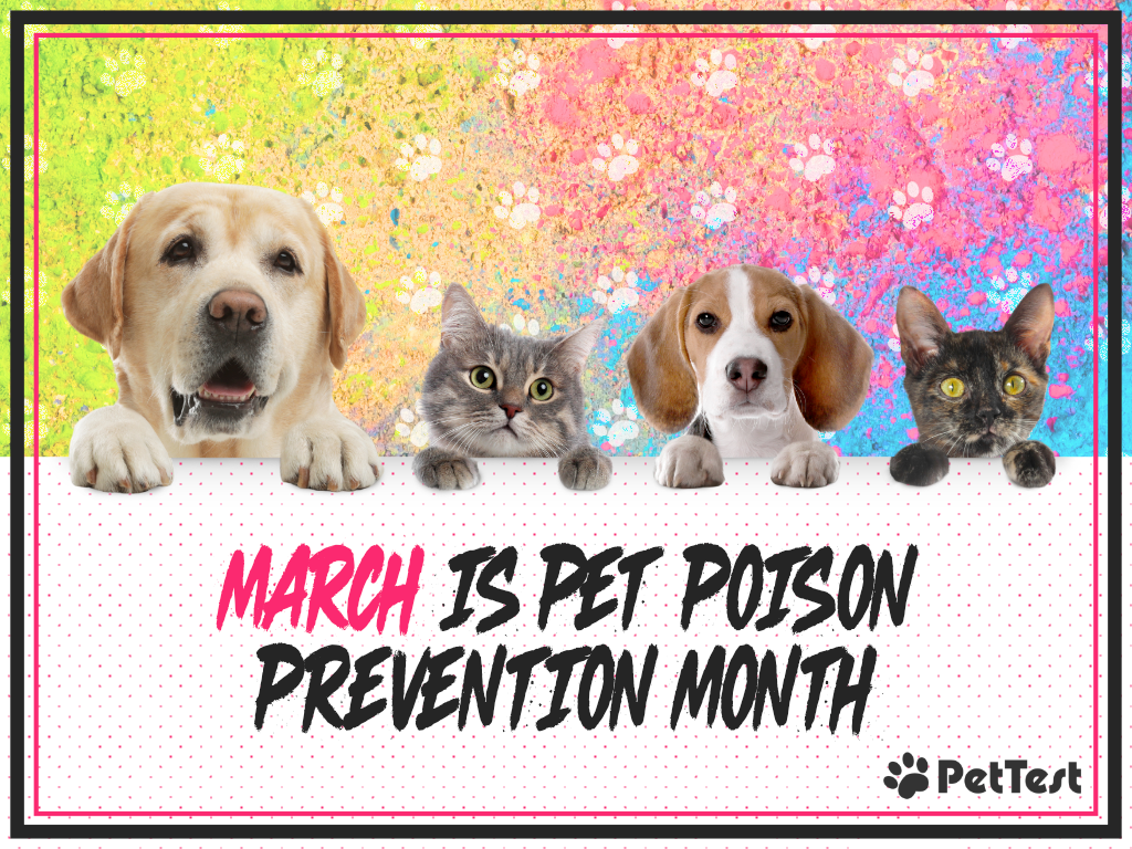 March is Pet Poison Prevention Month Marquee mom