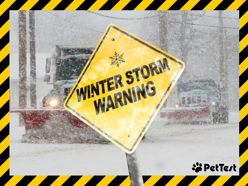 Winter Storm Coming - 2026 Fern